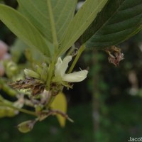 Dendrolobium triangulare (Retz.) Schindl.